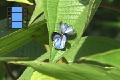 Scene 23_Male and female  Arawcus phaea courting on leaf